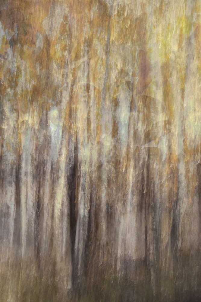 Résumé de « Golden Forest » - Christina Sillen