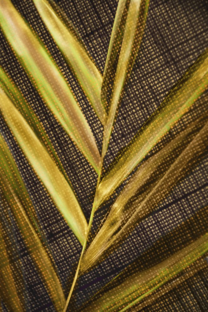 Feuilles vertes dorées - Christina Sillen