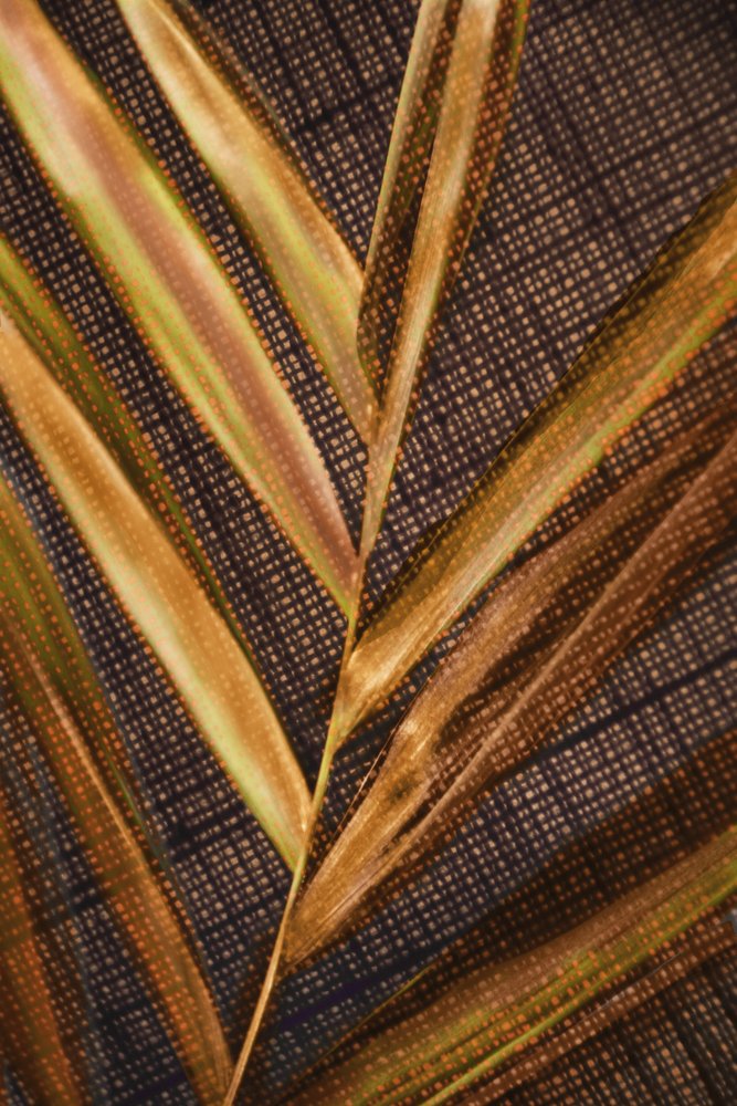 Feuilles de palmier dorées - Christina Sillen