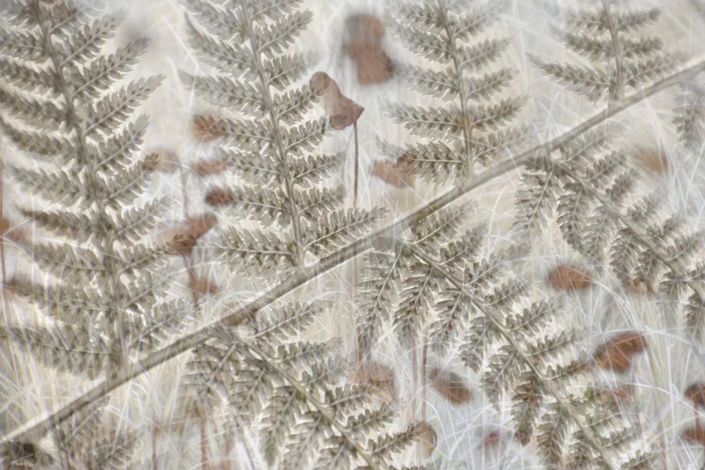 Feuilles de fougère superposées - Christina Sillen
