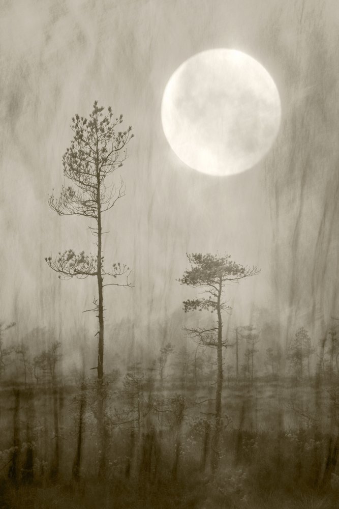 Misty Moon Over Bog - Christina Sillen