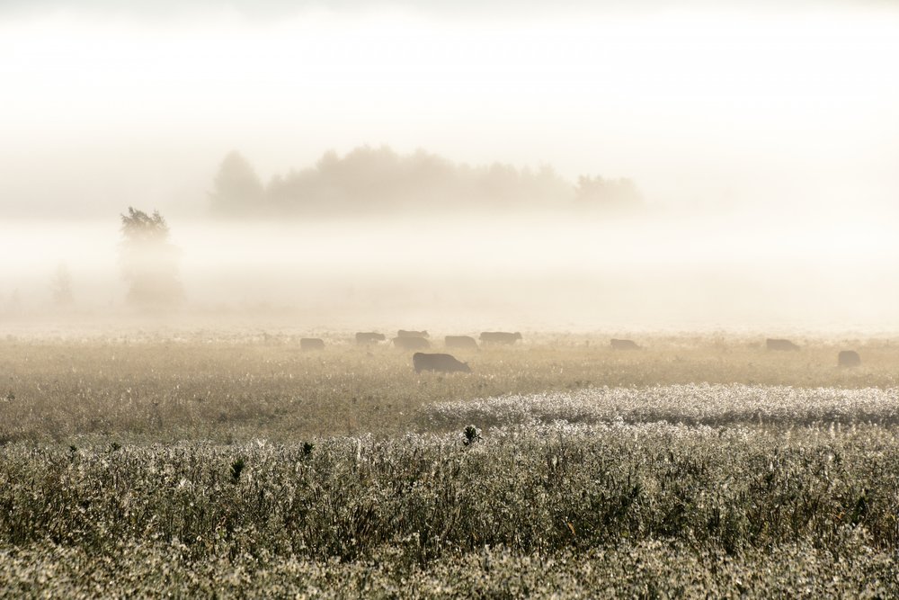Vaches par un matin brumeux - Christina Sillen