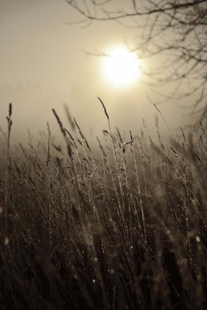 Soleil matinal brumeux - Christina Sillen