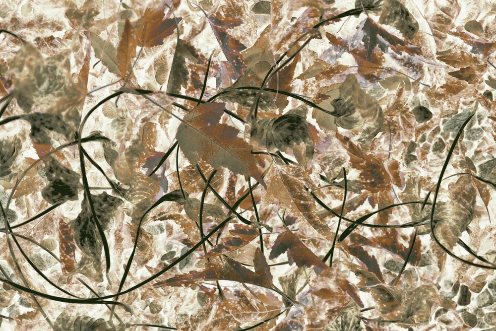 Feuillage forestier aux teintes douces - Christina Sillen