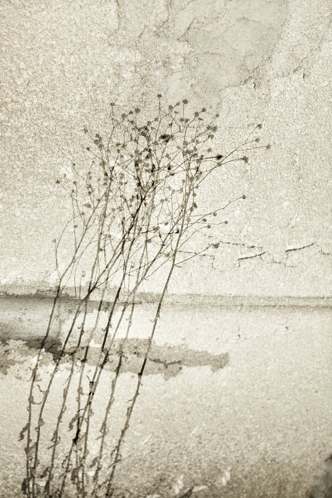 Étude botanique rustique - Christina Sillen