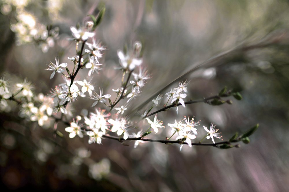 Fleur de prunier - Christina Sillen