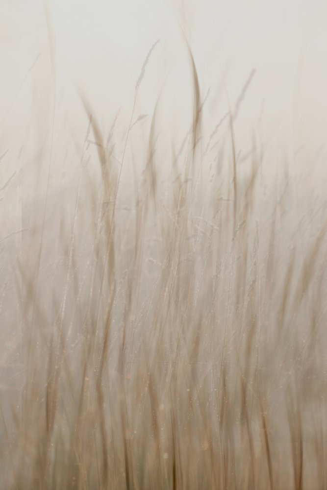 Beige clair herbe - Christina Sillen