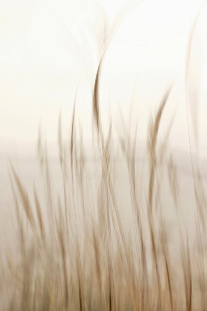 Herbe douce et ondulante - Christina Sillen