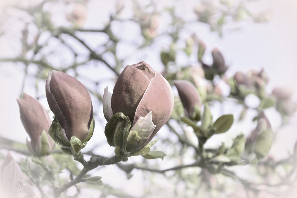 Bourgeons de magnolia doux - Christina Sillen