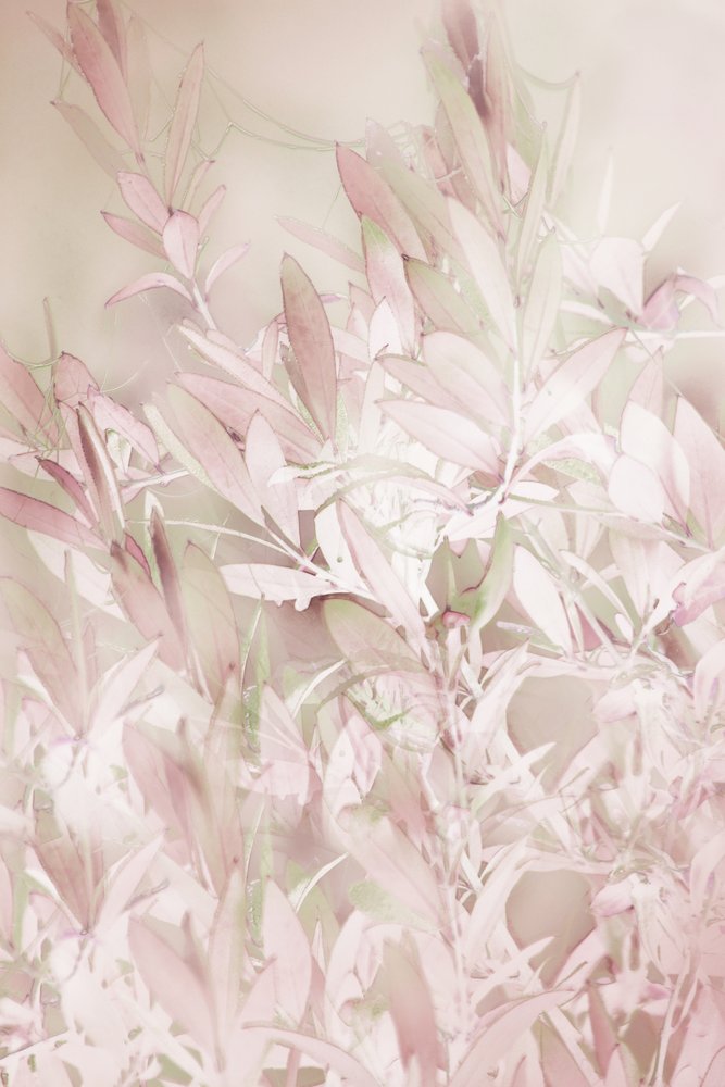 Plantes aux teintes rose pâle - Christina Sillen