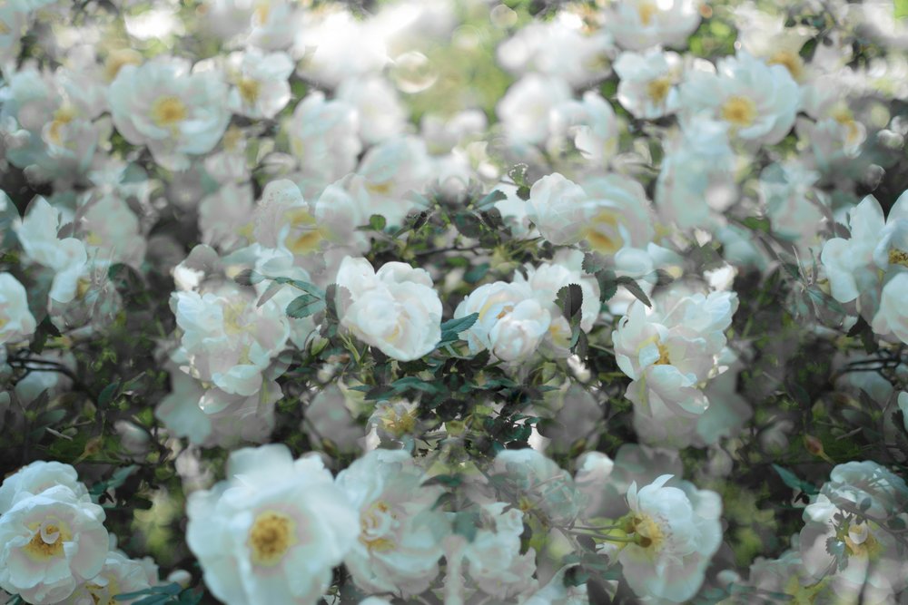 Roses blanches délicates - Christina Sillen