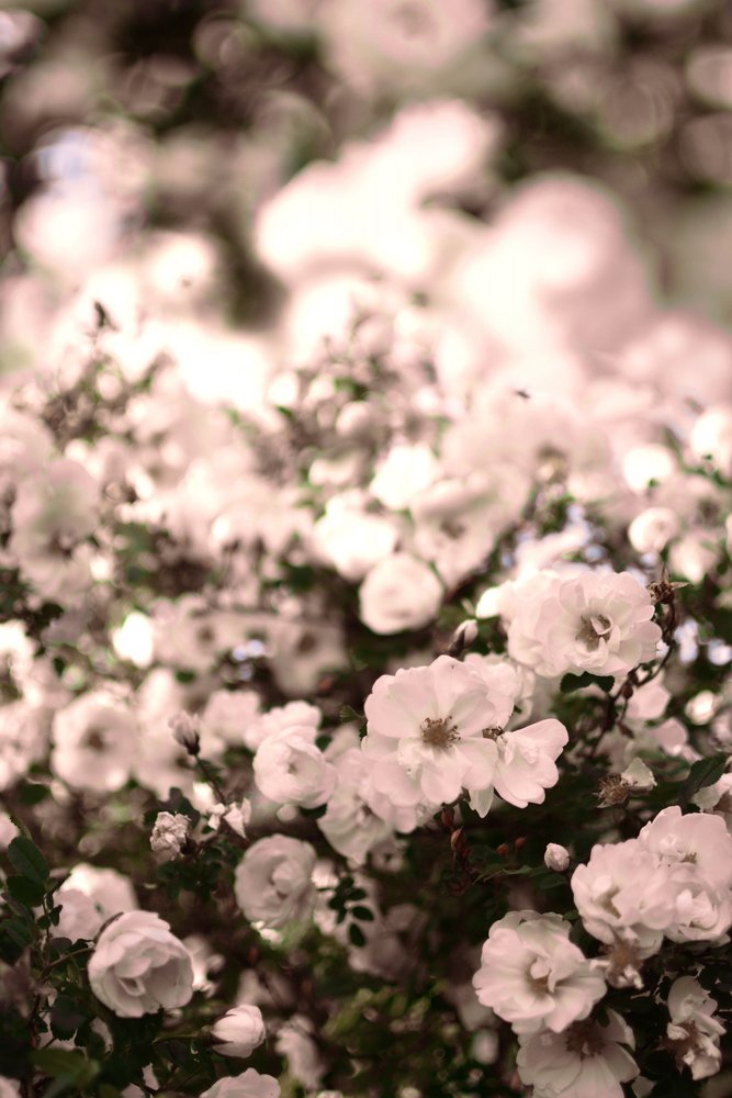 Roses blanches délicates - Christina Sillen