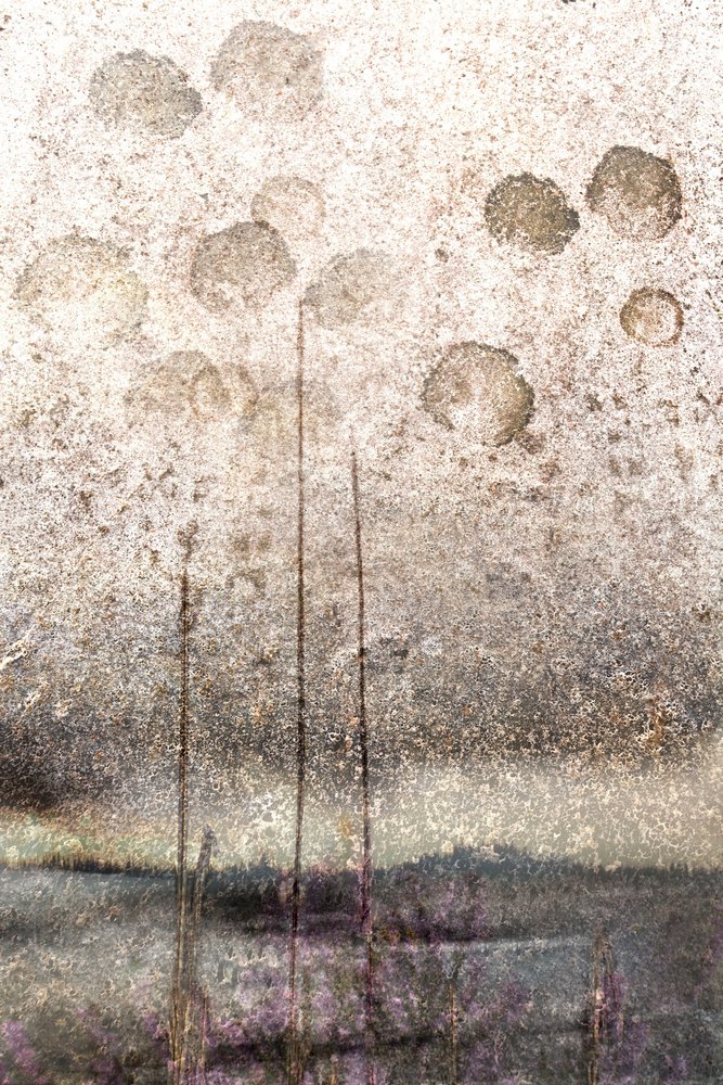 Roseaux du lac texturés - Christina Sillen