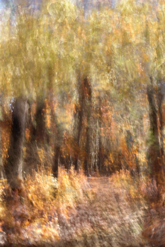 Un sentier forestier aux couleurs chatoyantes en automne - Christina Sillen