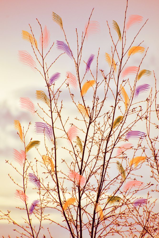 Branches printanières fantaisistes - Christina Sillen