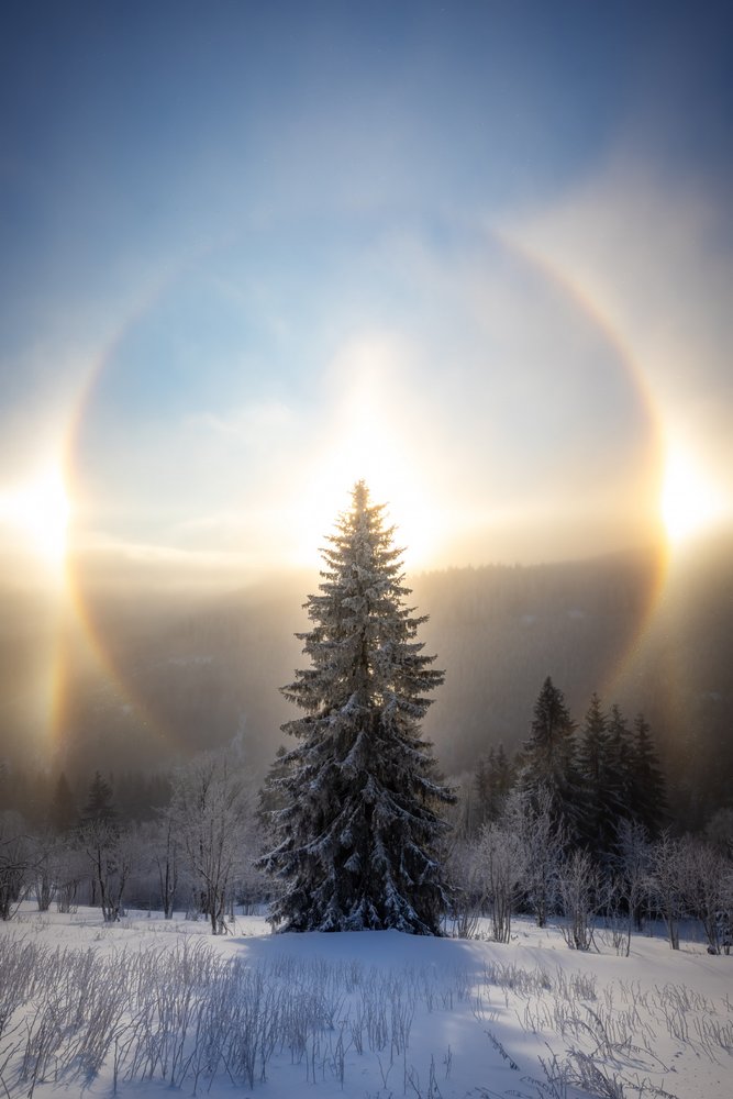 Arbre enneigé et halo solaire - Christoph Schaarschmidt