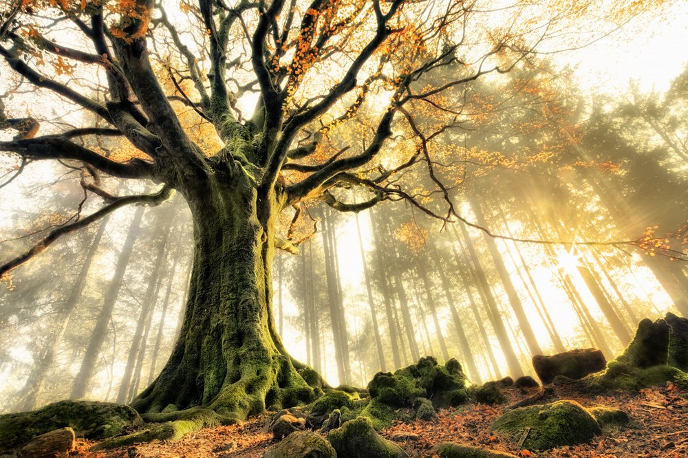 Rayons de soleil dans la forêt brumeuse - Christophe Kiciak