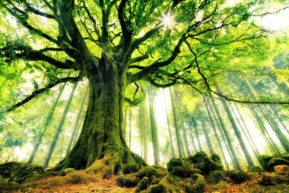 Arbre ancestral baigné de soleil - Christophe Kiciak