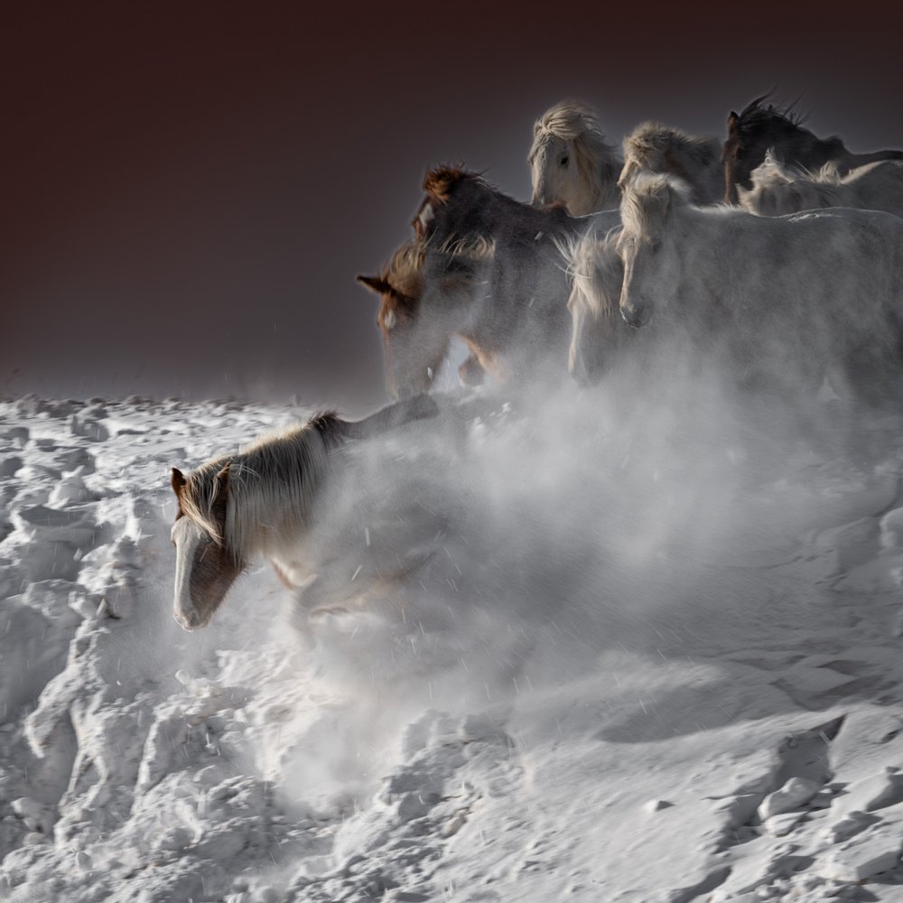 Chevaux des neiges au galop - Chuanxu Ren