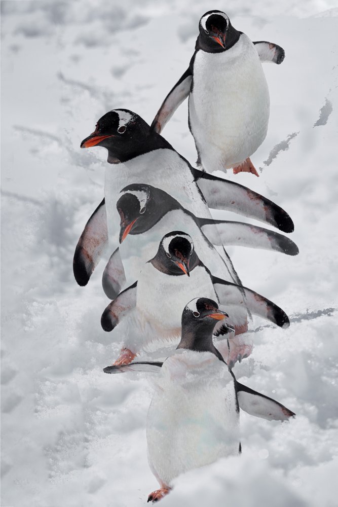 Des pingouins dans la neige - Chuanxu Ren
