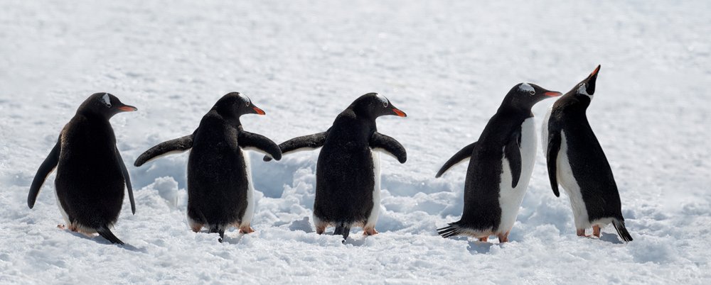 Des manchots en promenade dans la neige - Chuanxu Ren