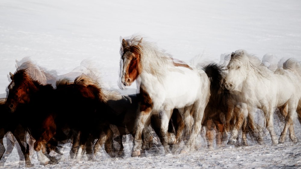 Chevaux sauvages en mouvement hivernal - Chuanxu Ren