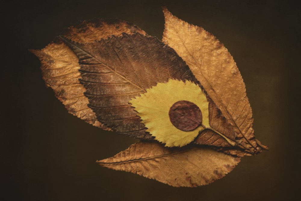 Œil de feuille d