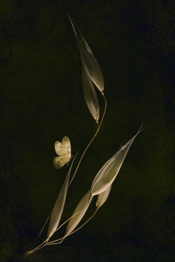 Papillon botanique sombre - Cicek Kiral