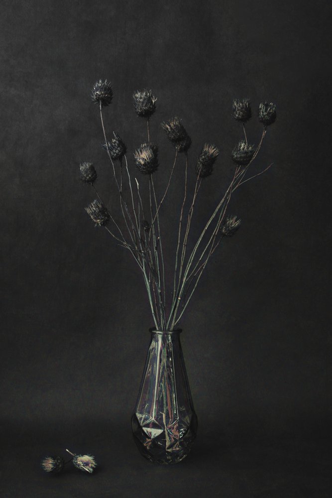 Nature morte botanique sombre - Cicek Kiral