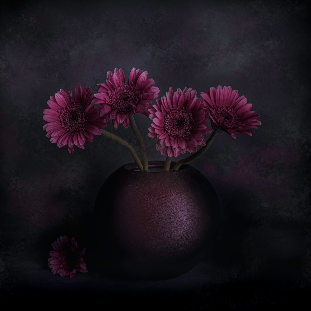 Nature morte aux gerberas sombres - Cicek Kiral
