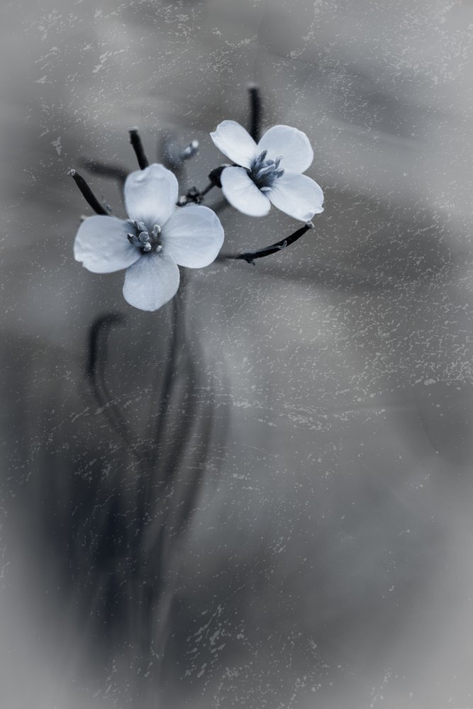 Délicates fleurs grises - Cicek Kiral