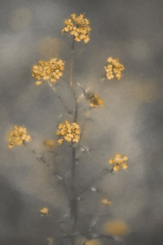 Fleurs jaunes rêveuses - Cicek Kiral