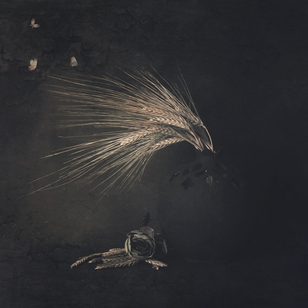 Papillons de blé éthérés - Cicek Kiral