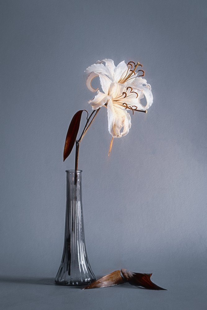 Nature morte au lys fané - Cicek Kiral