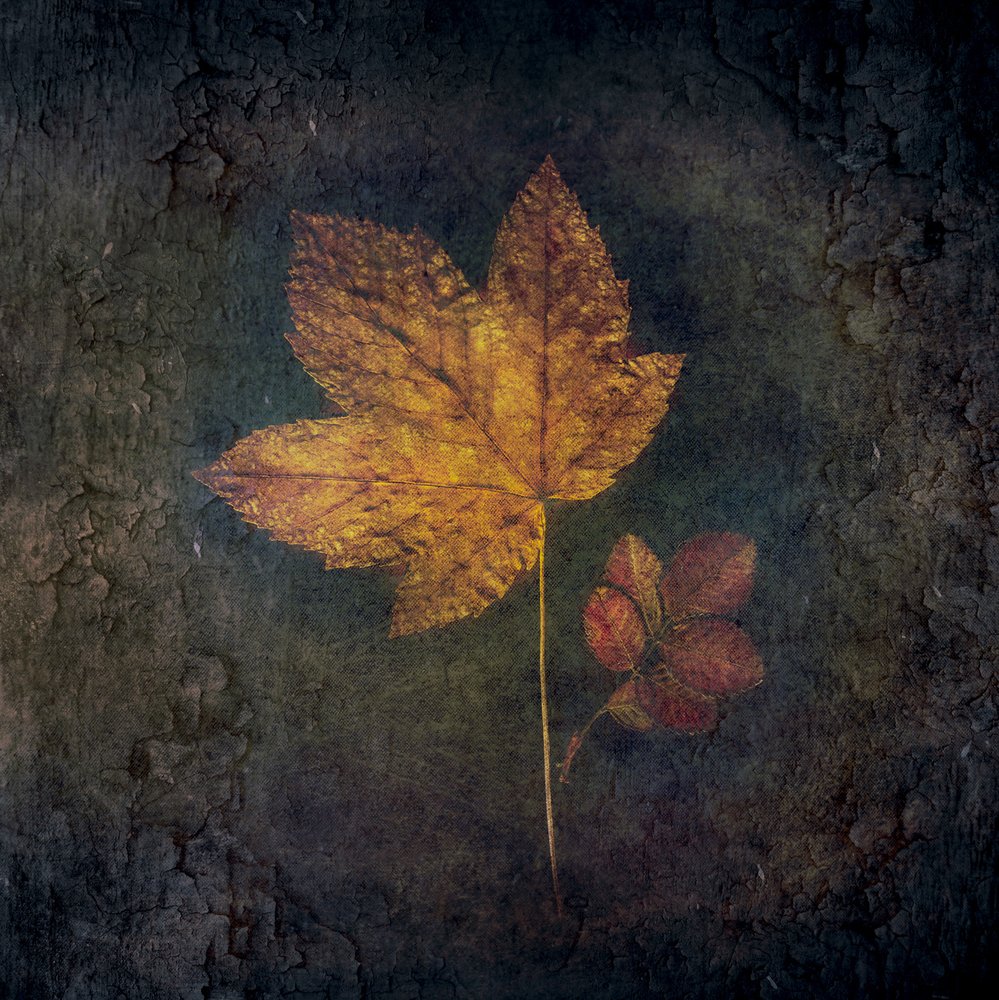 Feuilles d