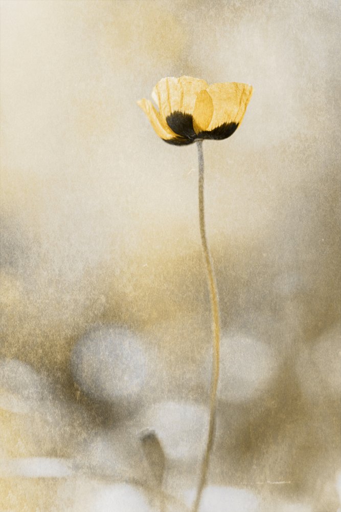 Rêve de pavots dorés - Cicek Kiral