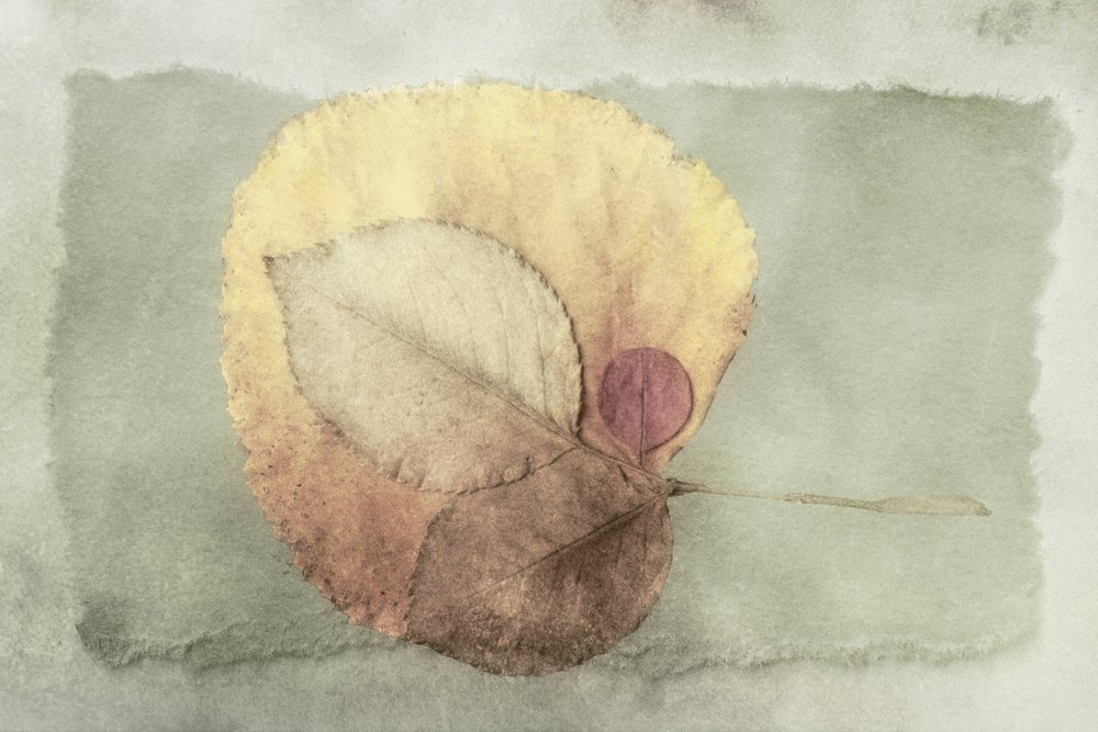 Feuilles d