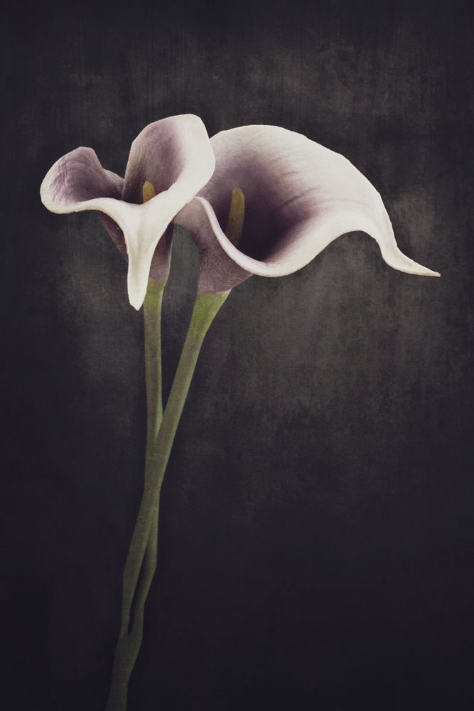 Arums mélancoliques - Cicek Kiral