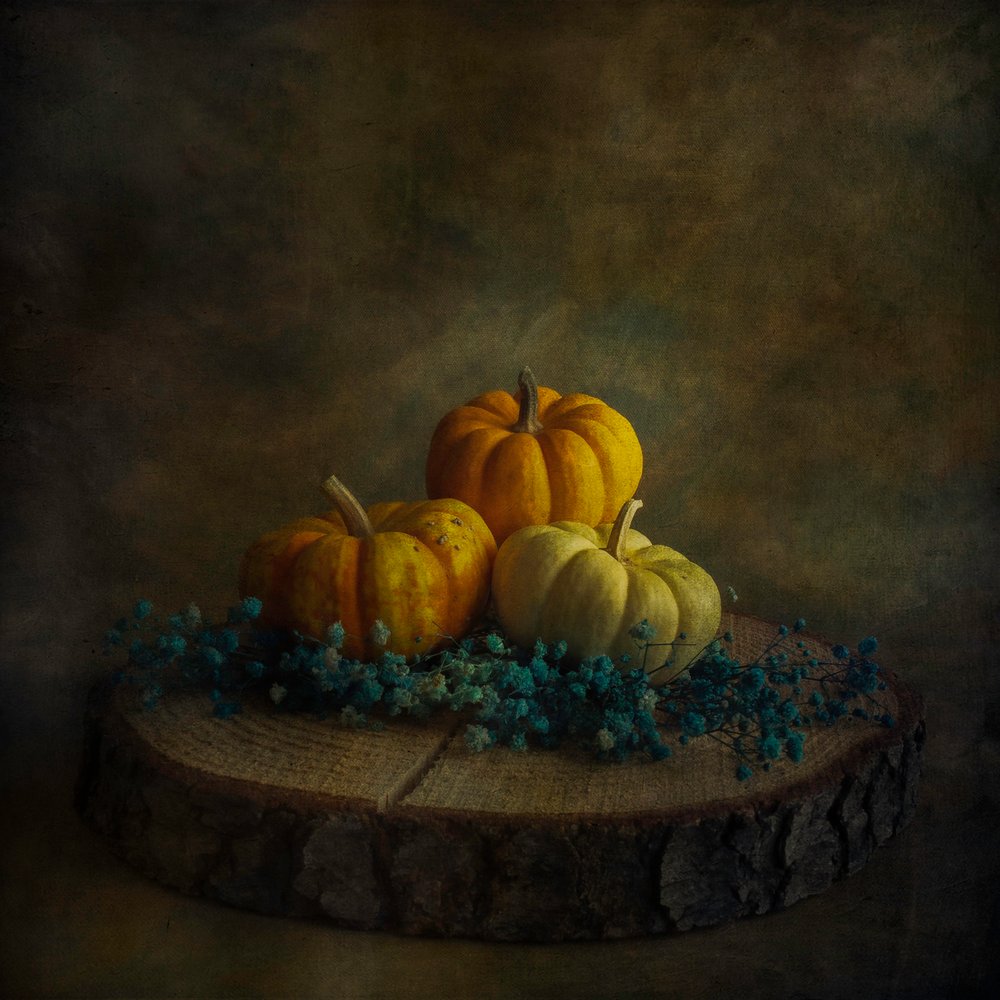 Citrouilles « Moody Harvest » - Cicek Kiral