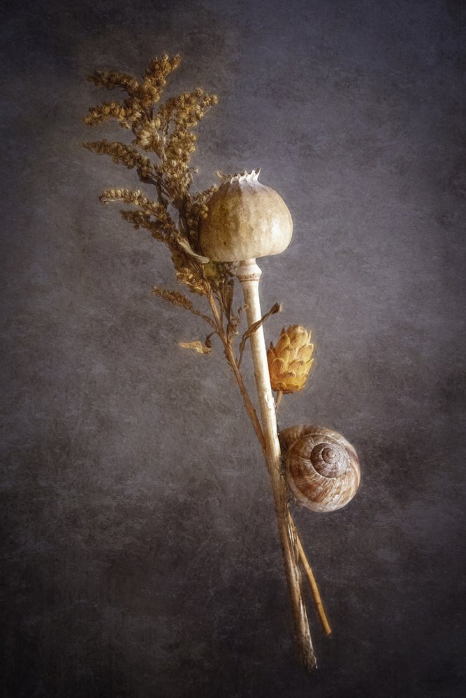 Nature morte au coquelicot et à l