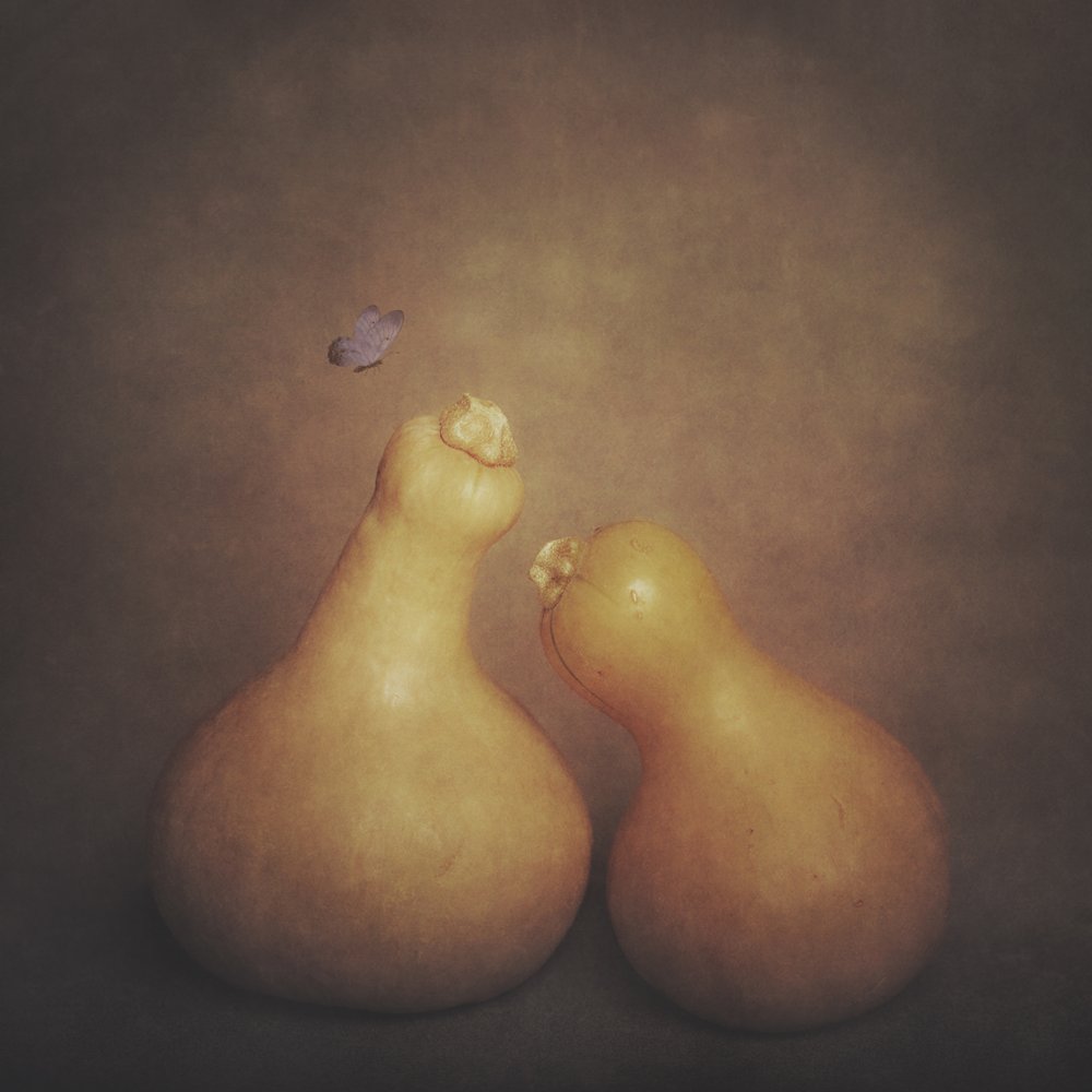 Courges rustiques et papillon - Cicek Kiral