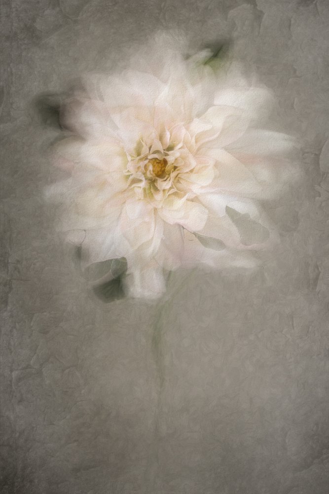 Douce floraison blanche - Cicek Kiral