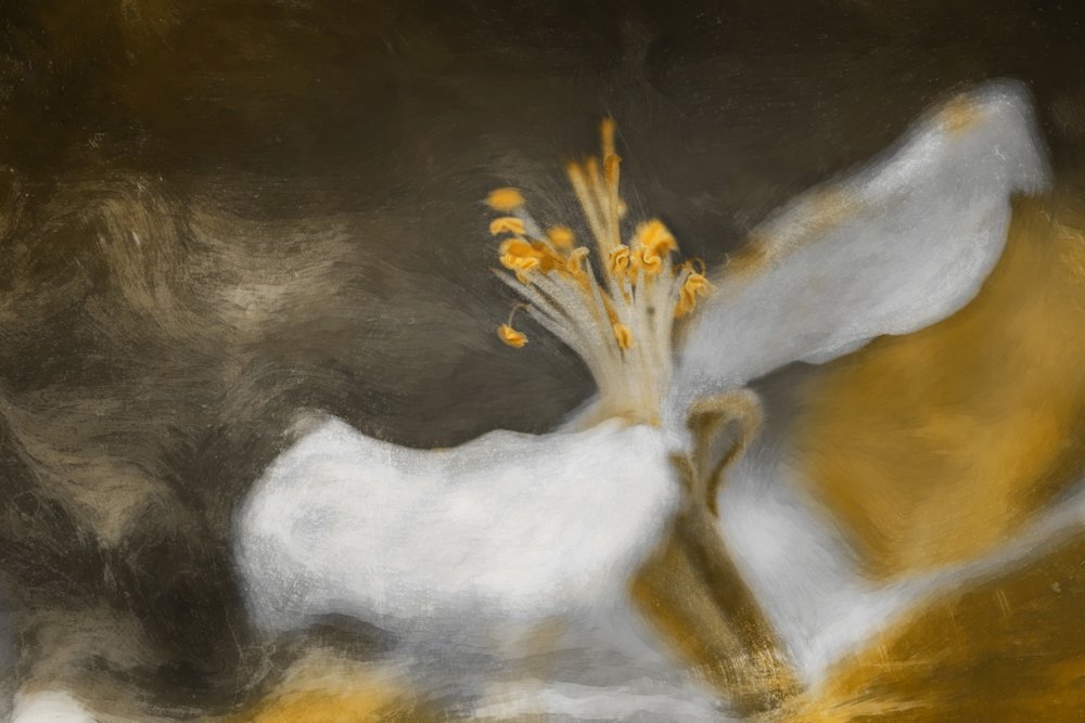 La fleur - Cicek Kiral