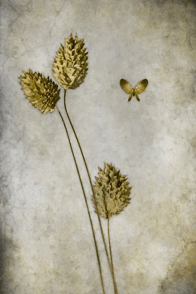 Papillon botanique vintage - Cicek Kiral