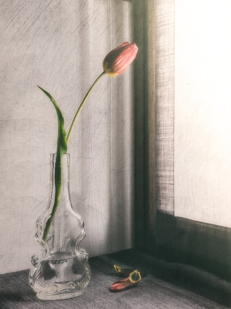 Tulipe rose délicate - Cristiano Giani