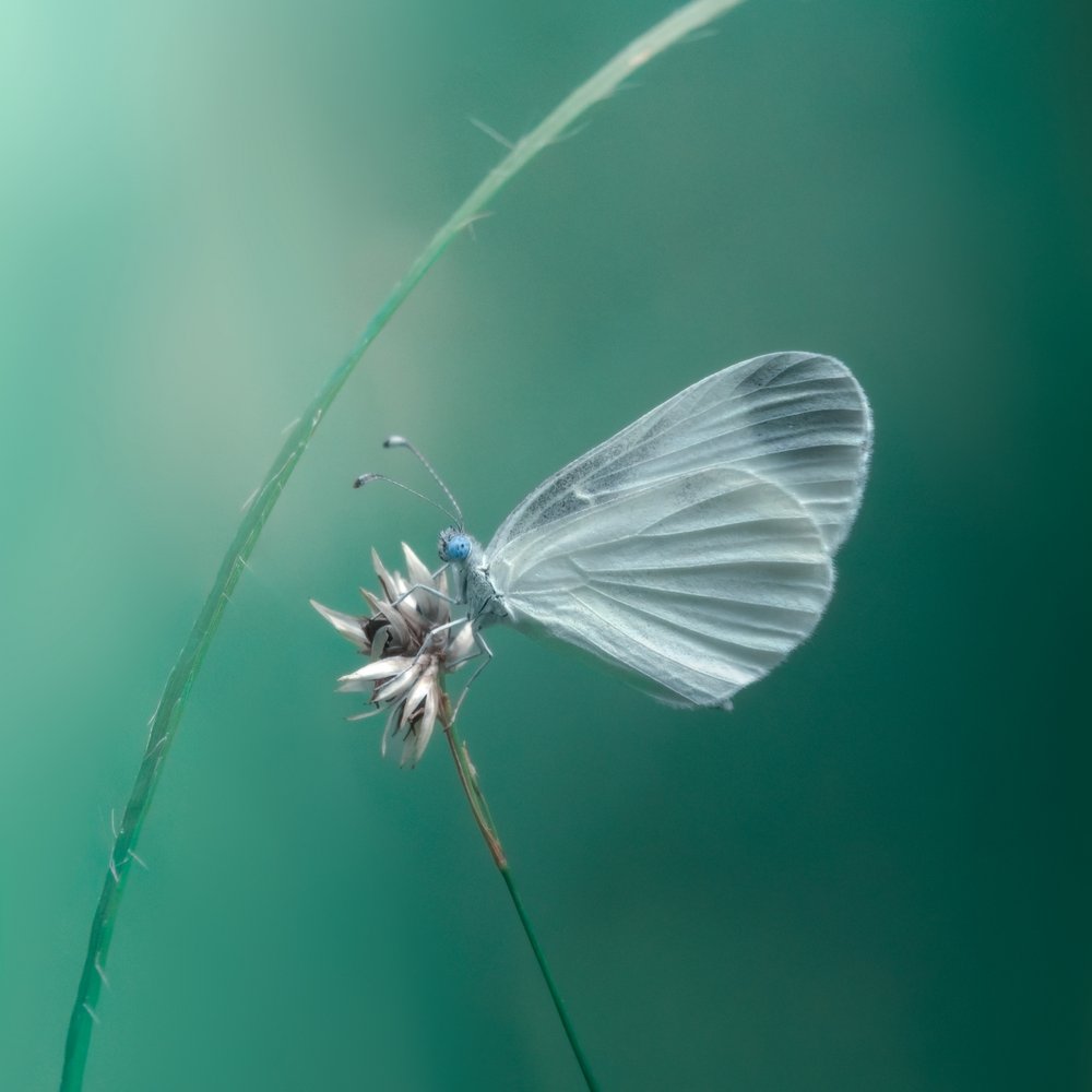 Papillon blanc délicat - Cristiano Giani