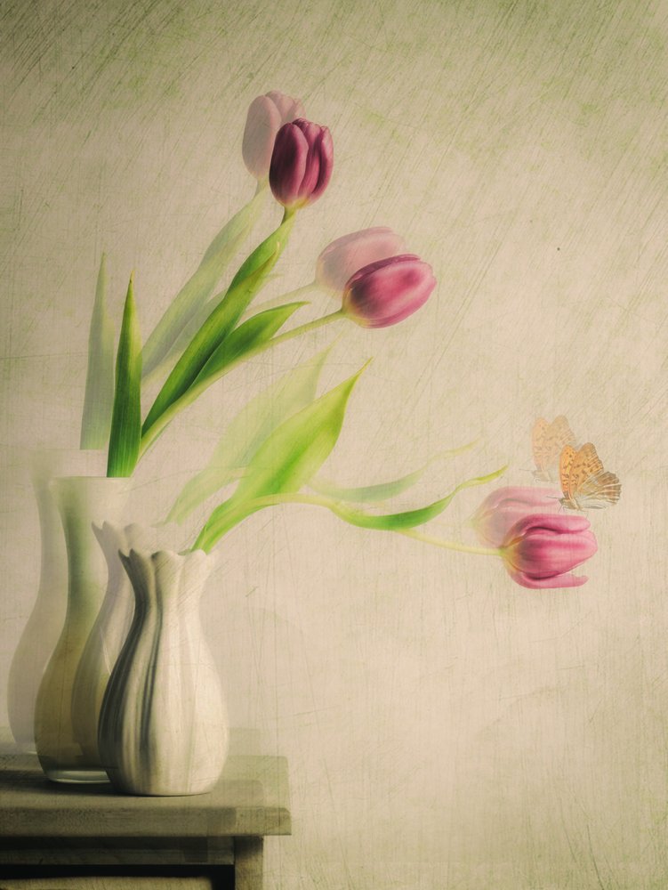 Tulipes et papillon : une vision de rêve - Cristiano Giani