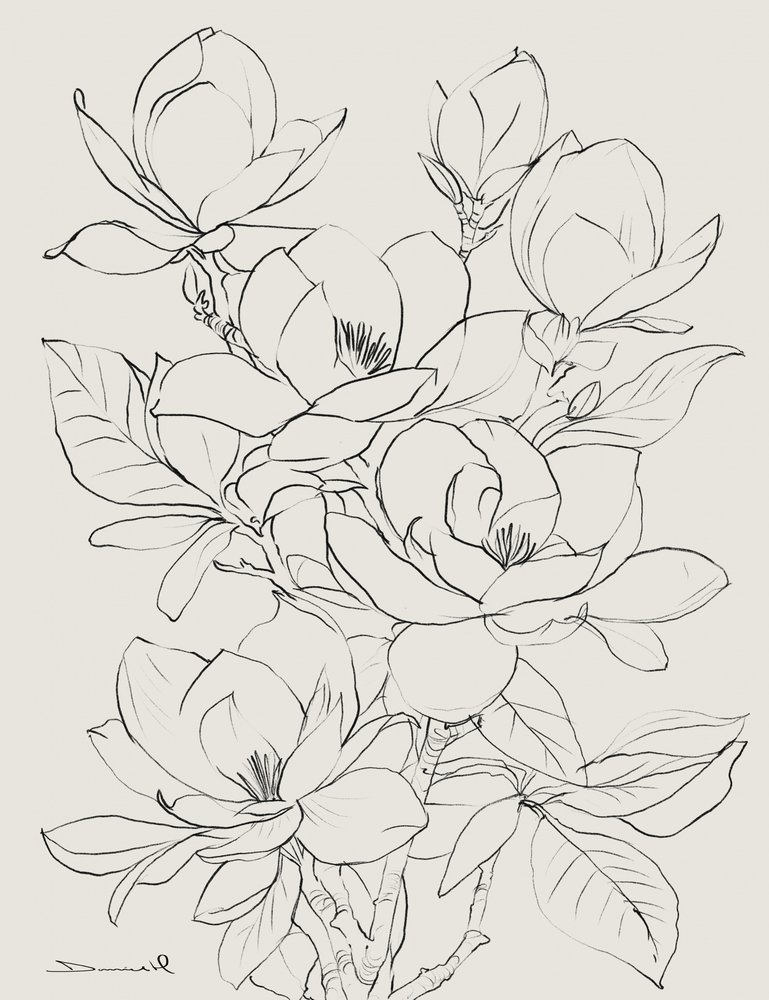 Magnolia - Dan Hobday