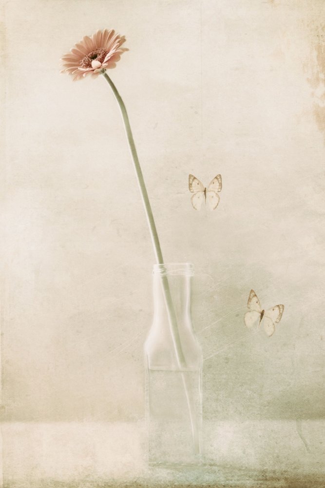  - Delphine Devos