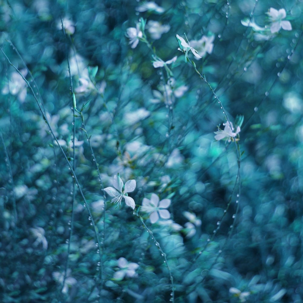 Fleurs de jardin d